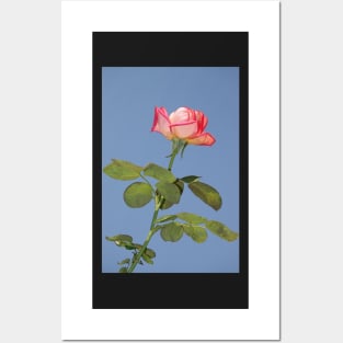 Beautiful rose flower Posters and Art